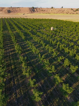 Aerial view of a meticulously cultivated orchard, where rows of trees create a rhythmic pattern against the backdrop of golden fields, Crucea de Sus, Vrancea, Romania.
