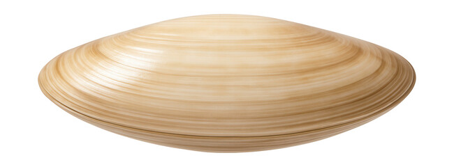 Sleek, elongated clam shell with a smooth, glossy surface.