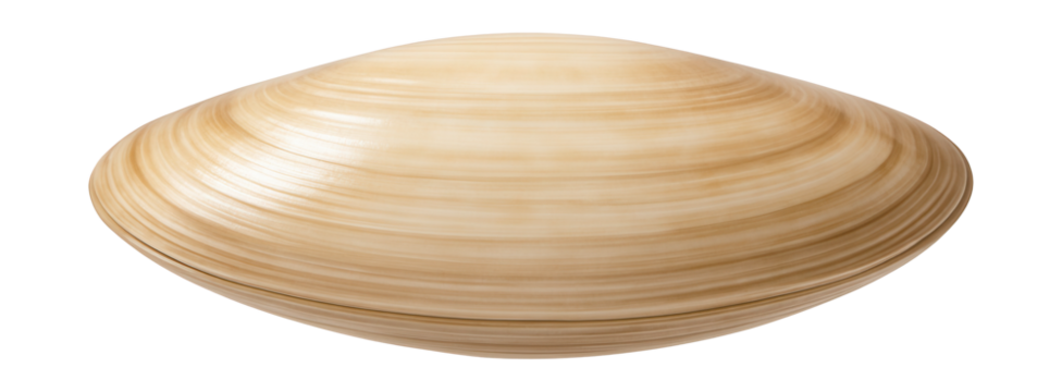 Sleek, elongated clam shell with a smooth, glossy surface.