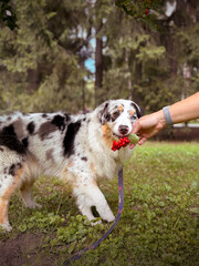 Owner gives dog a sprig of mountain ash vertical