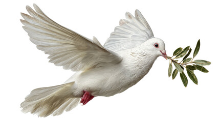 White pigeon soaring in the sky, graceful bird in flight with spread wings, peaceful nature scene, isolated on white background