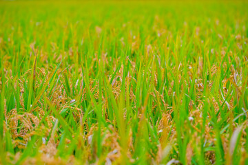Rice. A large area of rice seedlings growing in the fields of Korea.