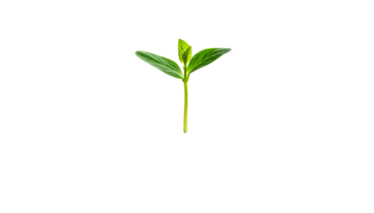Single green sprout growing, symbol of hope and development, isolated on transparent background.