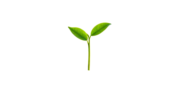 Single green sprout growing, symbol of hope and development, isolated on transparent background