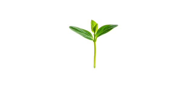 Single green sprout growing, symbol of hope and development, isolated on transparent background.