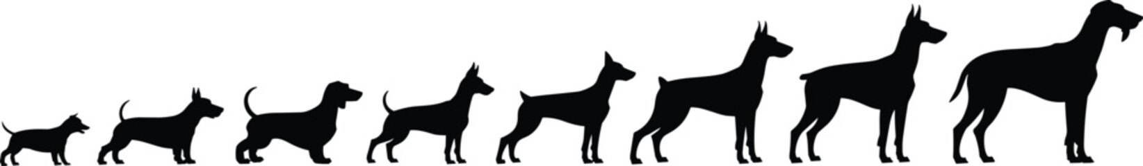 Dog silhouette evolution showing puppy to adult growth stages, pet animal vector illustration, canine development, training, design, and artwork concept.
