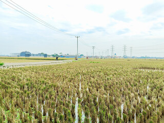 Rural Indonesian Landscape Featuring Post Harvest Rice Field Stubble and Utility Power Lines