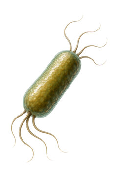 Rod-shaped methanogen archaea with flagella-like structures.