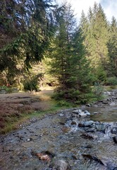 Stream in the forest.