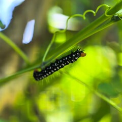 Caterpillar feasts balanced precariously on a vine