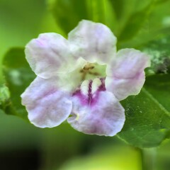 Delicate floral beauty with pink and purple accents