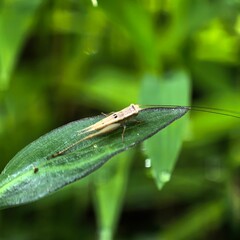 Delicate pale insect rests on verdant leaf