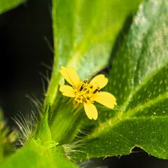 Delicate yellow flower amongst vibrant foliage