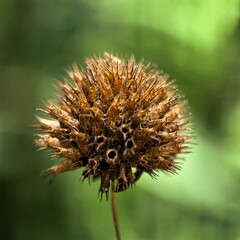 Dried spiky brown flower head in nature