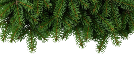 Evergreen branches border transparent background cutout png