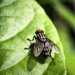 Fly perched on a vibrant green leaf