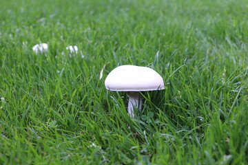 mushroom in grass