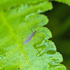 Slender bug poised on glistening leaf