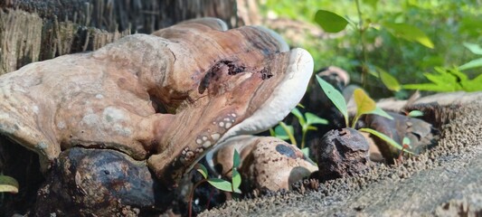 Wood fungus grows attached to dead tree trunks. It's semicircular in shape, brown in color with white edges. Its surface is hard and wood-like.