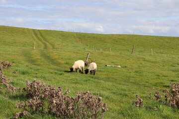 sheep in the field