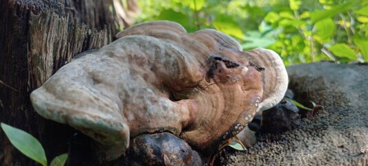 Wood fungus grows attached to dead tree trunks. It's semicircular in shape, brown in color with white edges. Its surface is hard and wood-like.