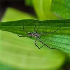 Slender spider on green leaf detail