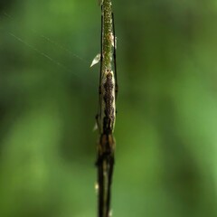 Slender spider clings to green grass stem