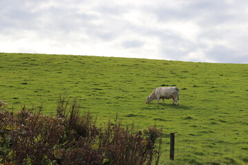 cows in the field