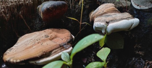 Wood fungus grows attached to dead tree trunks. It's semicircular in shape, brown in color with...