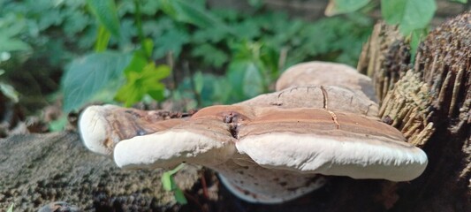 Wood fungus grows attached to dead tree trunks. It's semicircular in shape, brown in color with...