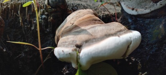 Wood fungus grows attached to dead tree trunks. It's semicircular in shape, brown in color with white edges. Its surface is hard and wood-like.
