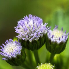 Obraz premium Tiny purple flowers blooming gracefully in nature