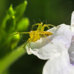 Yellow spider on white flower with spiky legs