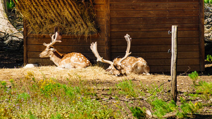 Animals park with fallow deer, France