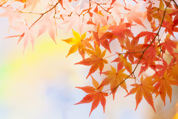 Autumn maple leaves in sunlight
