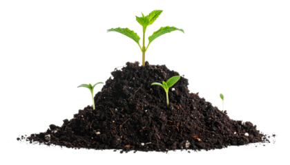 small green seedlings emerging from the soil, signifying new life and growth in nature, isolated on transparent background