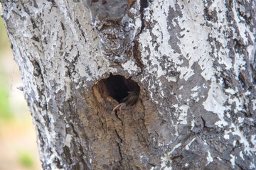 A chick sits in a nest in a tree hollow. Natural photo. Wildlife.