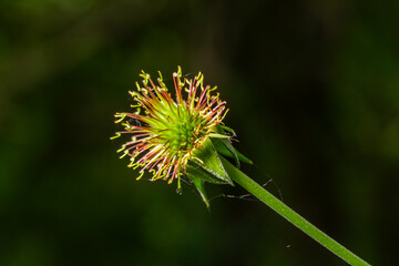 Wood avens showing distinctive hooked seed heads in a natural setting during late spring in a serene forest environment