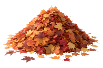 Captivating autumn foliage display featuring vibrant maple leaves in warm hues of red, orange and yellow creating a cozy seasonal atmosphere for fall projects