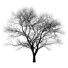 Obraz premium A stark black tree stands with bare branches reaching out against a white backdrop, illustrating winter's stillness