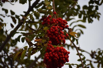 Tree branch with large clusters of red berries against autumn sky