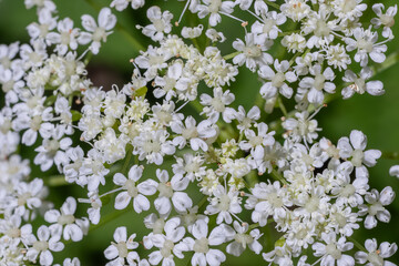 Ground elder Aegopodium podagraria blooming with clusters of small white flowers in springtime