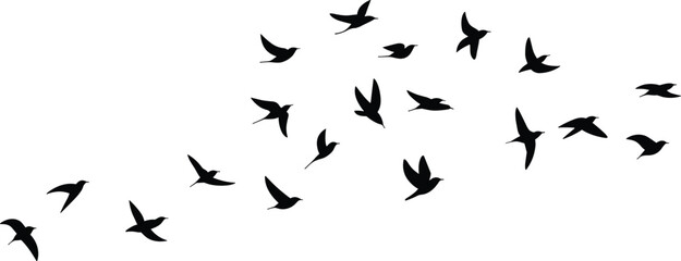 Flying birds silhouette illustration, flock of birds in sky, wildlife freedom concept, nature migration pattern, black vector design art.