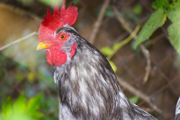 Close up of rooster head with red comb and yellow beak
