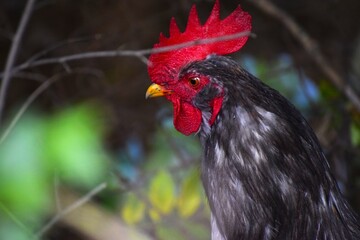 Rooster portrait with bright red comb close up