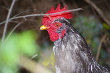 Rooster head with red comb on blurred natural background