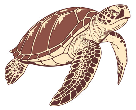 Sea turtle illustration in brown and cream colors swimming gracefully  