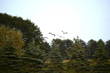 Gray cranes flying in cloudy sky above trees