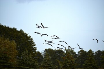 Flock of gray cranes flying over tree tops in the sky