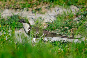Great spotted cuckoo // Häherkuckuck (Clamator glandarius) 
